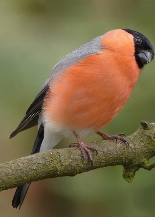 flicker